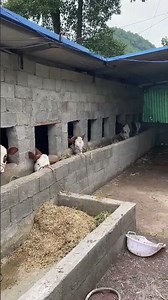 Is this cattle pen good? "Rural cattle farming entrepreneurship" "Cattle farmers" "Cattle raising"