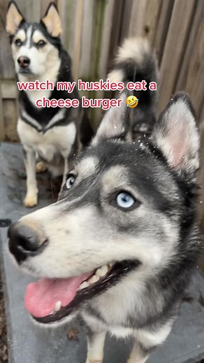 Hilarious Husky Eating Habits Revealed