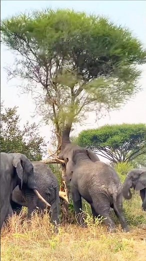 👆🏻Elephant Pushes Down a Tree to Eat Leaves | Amazing Wildlife Behavior | #tanzania #kenya #wildlife