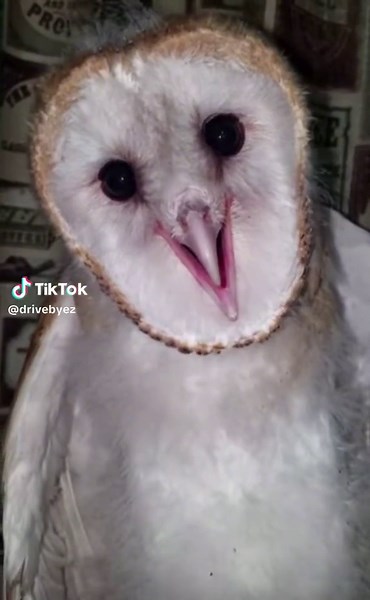 Baby barn owl screaming #fyp #foryourpage | barn owl