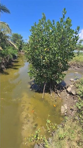 The canals at a semi-intensive shrimp farm in Indonesia