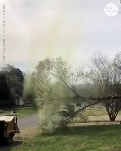 Timber! Slo-mo video of pollen bomb exploding after tree gets cut down