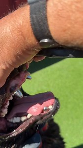 “Robo” - Wanna see my Titanium teeth?? #titanium #titaniumteeth #dog #dogtraining #dogs #k9training | Fred Hassen