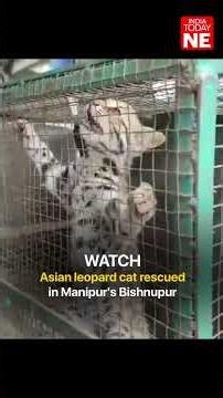Asian leopard cat rescued in Manipur's Bishnupur