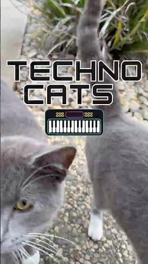 Can Your Cat DJ Better Than You?