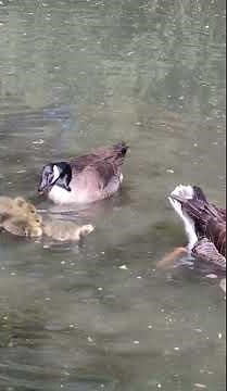 Greylag and Canadian Geese with Hybrid Goslings