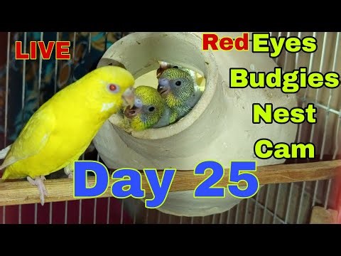 LIVE: Red Eyes Budgies Nest Cam - Leaving Nest Box Soon - Day 25 - Animals And Birds Is Live