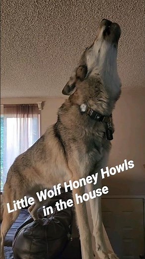 Wolf Howls in the House! #petwolf #wolfpup #wolfdog