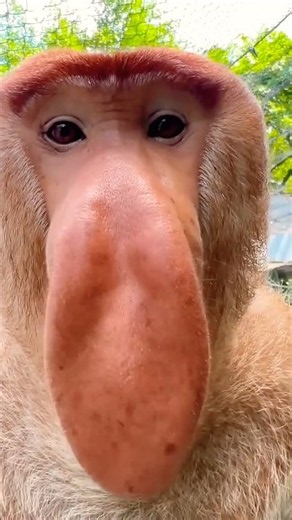 Proboscis Monkey Makes Funny Noises #shortsfeed