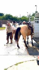 The Fort Worth Herd is more than just a cattle drive. Here is what happens after the cattle drive! | Fort Worth Herd