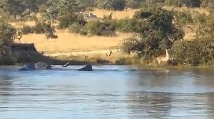 1.6M views · 34K reactions | Hunts in the animal world #leopard #lion #tiger #uglyfish #documentary (2) | Paul باول | Facebook