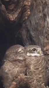 25K views · 651 reactions | Un gufo è spesso usato per simboleggiare...