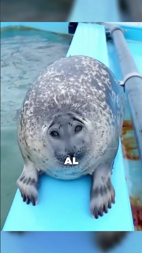 Seal or sea lion: can you tell the difference? 🦭