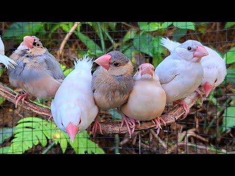 Java sparrow sing song with new friends together in deep forest. They voice is very strong and lound