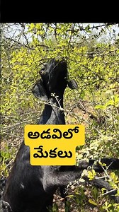“అడవిలో మేకలు ఇలా మేస్తున్నాయి! 🐐🌿” #shorts #villagelife #goats #madhuraw777