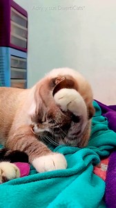 Humor con gatitos | Adry y sus DivertiCats