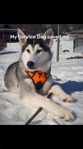 #CapCut #rescuetorescuer #rescuedog #rescue #fyp #multipurposeservicedog #huskyservicedog #servicedog #Husky #servicedoghandler #servicedoglife #mobilityservicedog #psychiaticservicedog #taskedtrained #fypシ #medicalalertservicedog #mutt