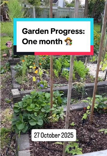 Spring is such a great month for garden growth, but it’s been a wild one for me. Wind storms, rain storms, broken plants, decimated plants. I’ve had it all. Stoked to have the garden looking the way it is and I’m excited for some first harvests to start! How is your garden coming along? — 👩🏻‍🌾 Hey, I’m Tash - I started gardening in pots 8 years ago and now have a small vege patch in my front yard. I’d love to help you get started with your vege patch. ✅ Hit FOLLOW and let’s grow your vege pat