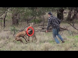 Kangaroo grabs a dog in a headlock before the pooch's owner comes to his rescue by PUNCHING😁😂😁