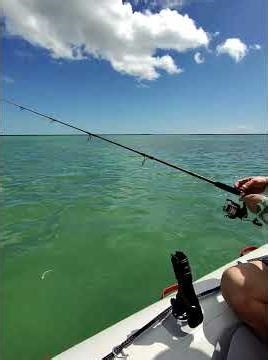 Feeding frenzy right in the middle of the Marquesas Atoll. super cool !! 🐟 #finallysailing #fishing