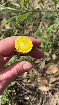 Weekend hike golden everlasting daisies #aussienature