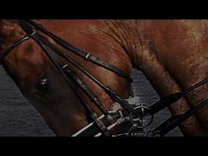 The Damage Inside: Rollkur, Hyperflexion, LDR & Behind the Vertical