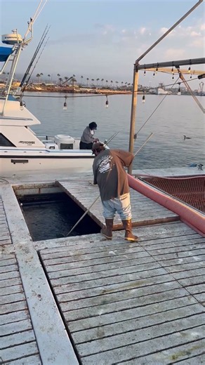 Picking up Live Bait. #fishing #fishboat #boattrip #fish #bait #livebait