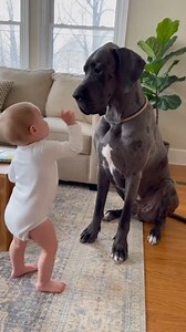Tiny "Boss Baby" Has a Serious Argument with Her Giant 🐕 🤣🤣 Funny Toddler 'Lectures' Her Patient Dog (Hilarious Conversation) 😂😃 #babyanddog #dogandbaby #reels #baby #toddler | Abdullah Megdad