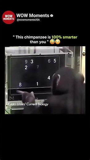 This chimpanzee is 100% smarter than you 😭