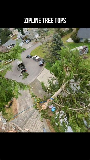 Zipline Tree Tops