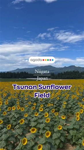 Nothing symbolizes the arrival of summer more than the sunflower! 🌻 And if you visit the famous Tsunan Himawari Hiroba (or Tsunan Sunflower Field) in Niigata, Japan, you’ll be able to see 500,000 blooming sunflowers! 🤩 What are you waiting for? Let’s go! 💛 PLUS get an extra 10% off your trip! Use the code: AGODA10 on the Agoda app or click the link here >> visitstore.bio/agoda See the world for less with agoda.com ✈️✨ 📸: IG @ anzusansan #Agoda #SeetheWorldforLess #TravelInspo #Wanderlust #Ni