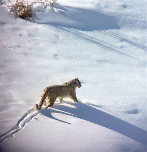 Rana Sidhu on Instagram: "Filmed on a snow-clad Trans-Himalayan slope in Spiti, this sequence captures a female snow leopard moving with authority across her high-altitude kingdom. Every step deliberate. Every pause calculated. Below her, blue sheep (bharal) graze — unaware they are part of an equation of survival. This was filmed from a vast distance using a Swarovski ATX 115 scope with Swarovski digiscoping attachments — allowing us to document natural behaviour without intrusion, pressure, or