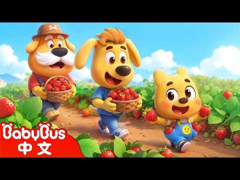 【新劇集】水果救援行動 | 守護季🛡️ | 動畫 | Kids Cartoon | 安全教育 | 安全警長啦咘啦哆 | 寶寶巴士 BabyBus