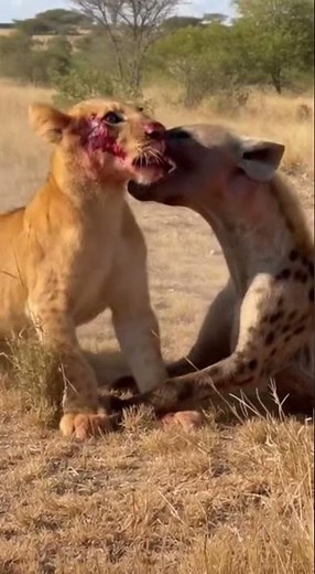 Hyena Clings to Lion Cub’s Face in Wild Showdown