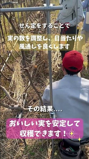 ✂️いちじくせん定講習会を開催🌱 #ja佐野 #農業 #automobile #いちじく #イチジク #無花果 #フルーツ栽培 #旬の果物 #国産フルーツ #農業 #農家 #農作業