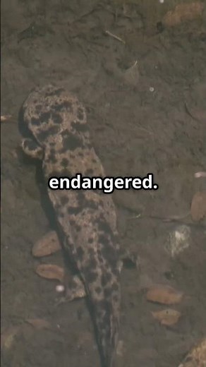 Meet the Chinese Giant Salamander: Nature’s Living Fossil!