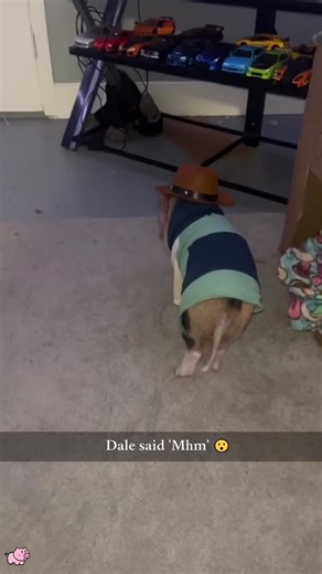 When you bring a dramatic pig home... #pig #funnyanimal #funny #fyp #dramatic