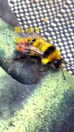 石焼き芋〜🍠