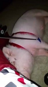 AMPA Memorial Day Forking Video Contest Entry #1 Nicole Cox & Oliver. Help us celebrate forking the pig *the right way*!Send your pig into bliss while showing your friends & family there is more to these adorable companions. To vote for your favorite videos, click @AMPA American Mini Pig Association to "like" & share the videos. Every like is a vote. Voting ends Monday May 25th at 7 pm CST. May the best FORKER win! | AMPA- American Mini Pig Association