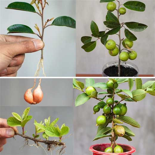 Easy Tips for 100% Success Stimulating Breast Milk Plant Growth and Growing Guava from Cuttings | Balcony Garden Ideas