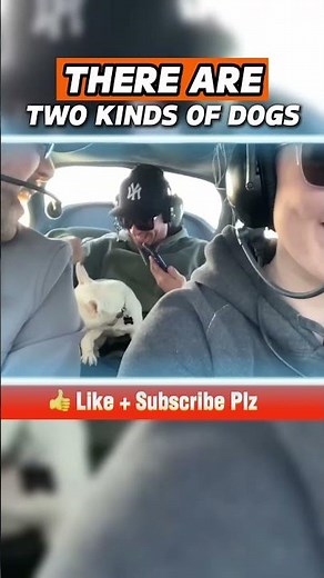 Zero Gravity Dogs! French Bulldogs & Hound Dogs Defying Gravity! 😂✈️ #ZeroGravityPets #Shorts #dogs