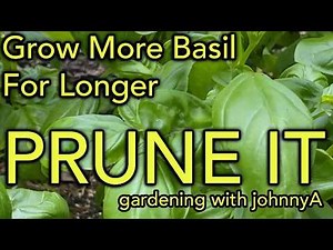 How to Prune Basil for Bigger, Bushier Plants! PLUS 5 Tips to Keep Basil Growing All Summer