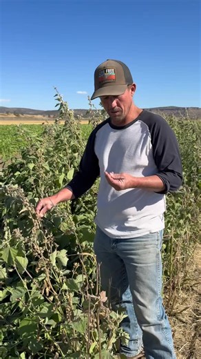40 reactions · 5 comments | Planting the future, one seed at a time. Hear from our Farm Manager, Luke, on how seed saving keeps our farm thriving year after year, preserving plant vitality, biodiversity, and the spirit of sustainability that drives everything we do at Oregon’s Wild Harvest. #seedsaving #sustainablity | Oregon's Wild Harvest | Facebook