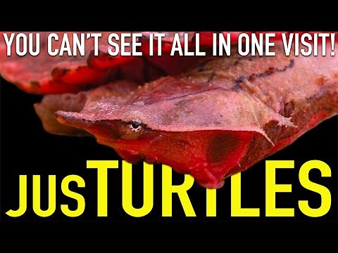 More Turtle Species Than Any Zoo in the World
