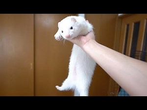 A ferret that keeps silently getting in the way of work