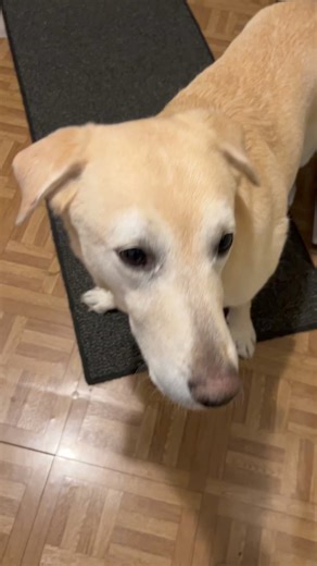 30K views · 4.4K reactions | Gimme da cookies Ma and no one gets hurt  Thanks fren for the yummy adorable cookies for Stevie!! #cookies #dogcookies #treats #dogtreats #spreadsteviejoy #steviethewonderdog #chawareness #cerebellarhypoplasia #cerebellarhypoplasiadogs #disableddogs #labs #cutedog #funnydog #rescuedogs #yellowlab #labradorretriever | Stevie the Wonder Dog | Facebook