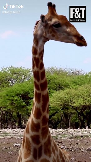 Giraffes only need 5 to 30 minutes of sleep in a 24-hour period! Wanne be a giraffe? :) #learnontiktok #didyouknow
