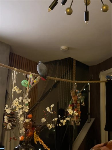 Sounds like am at a fireworks display🙈🐦 | Kelo the African Grey