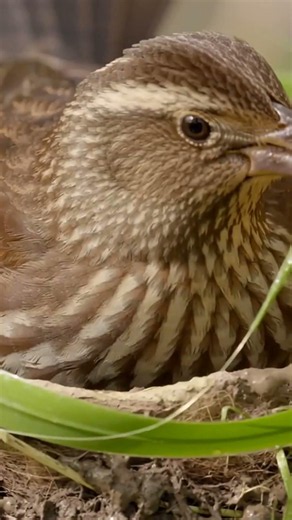 He Built a Nest in the Middle of a Marsh! 🖤😱