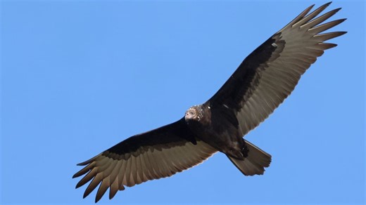 33 black vultures found dead in Smokies, National Park Service seeks public's help
